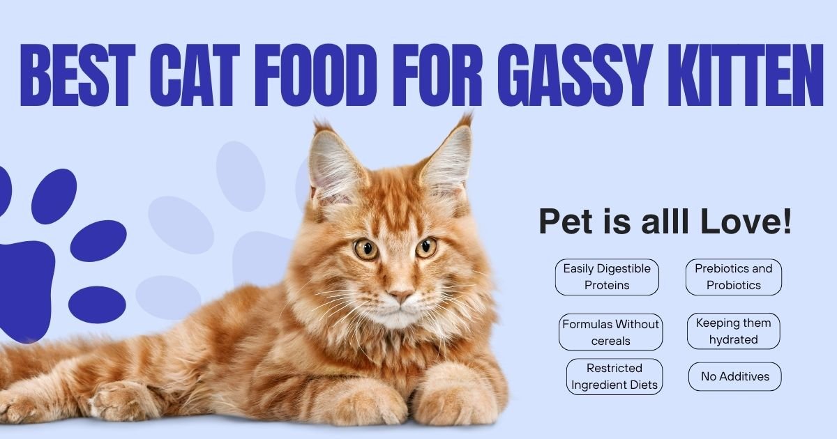 best cat food for gassy kitten